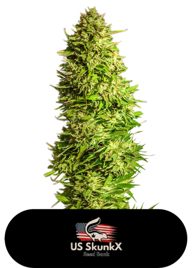 Super X Kush