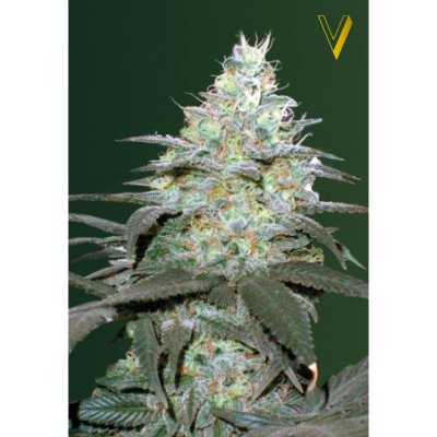 Auto Orginal Berry