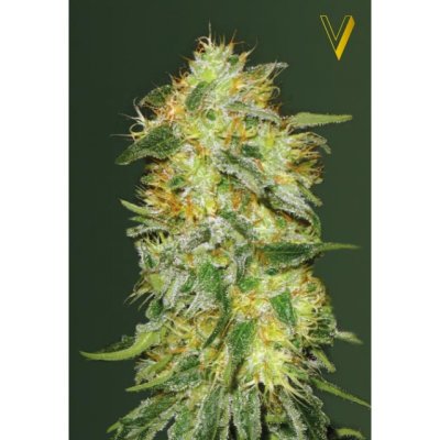 Auto Original Limonade Skunk