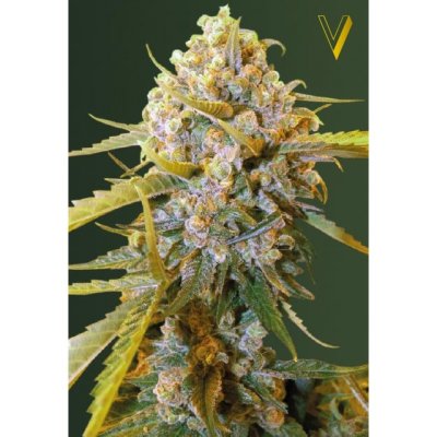 Biggest Bud