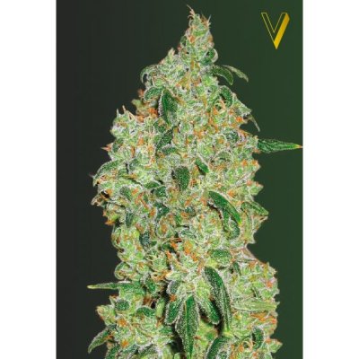 Green White Shark