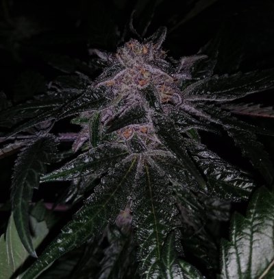 Pakistan Chitral Kush x Deep Chunk