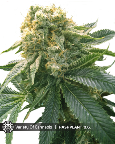 Hashplant OG