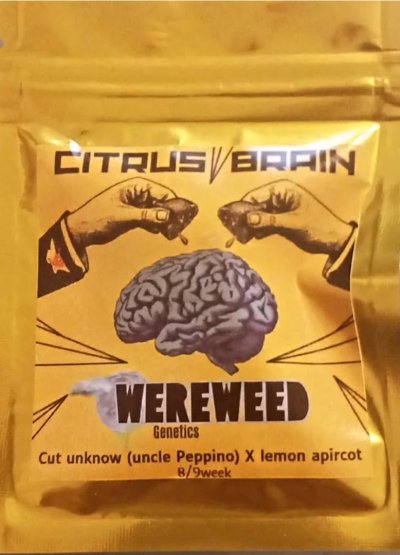 Citrus Brain