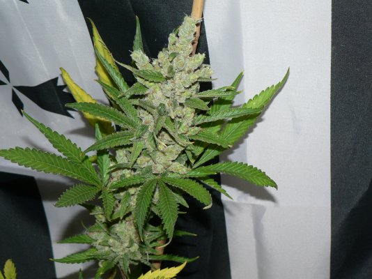 Oaxacan Diesel v2