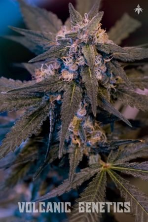 Jungle Skunk