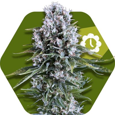 Northern Lights XL Automatic