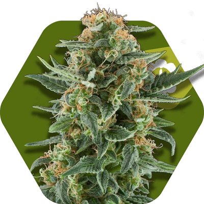 Power Plant XL Automatic