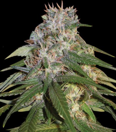 Jamaican High Grade
