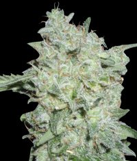 Afgan Kush Special