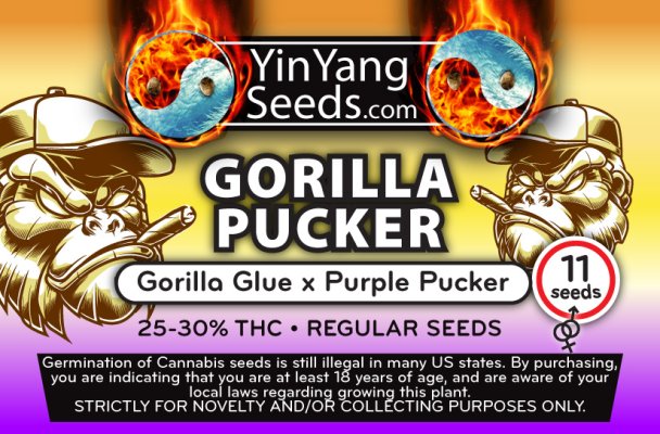 Gorilla Pucker