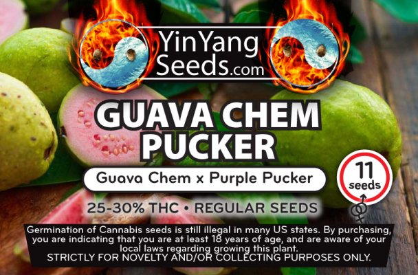 Guava Chem Pucker