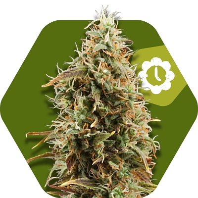 Green AK XL Automatic