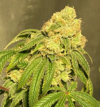 Sour Blue Alien