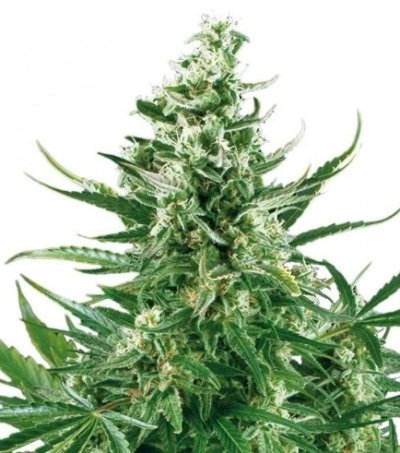 Critical Autoflowering