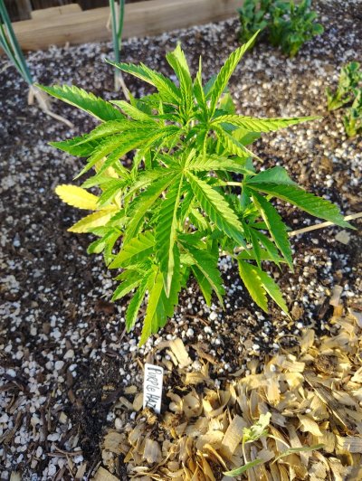 Growing outdoors from seed in high desert Southern New Mexico
