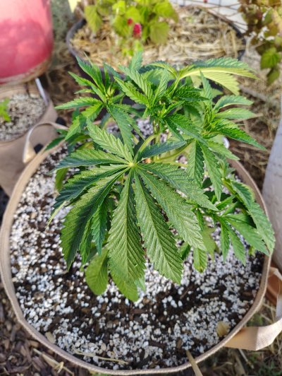 Growing outdoors from seed in high desert Southern New Mexico