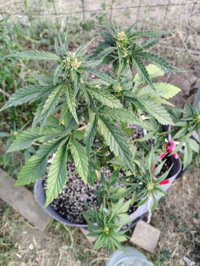 Growing outdoors from seed in high desert Southern New Mexico