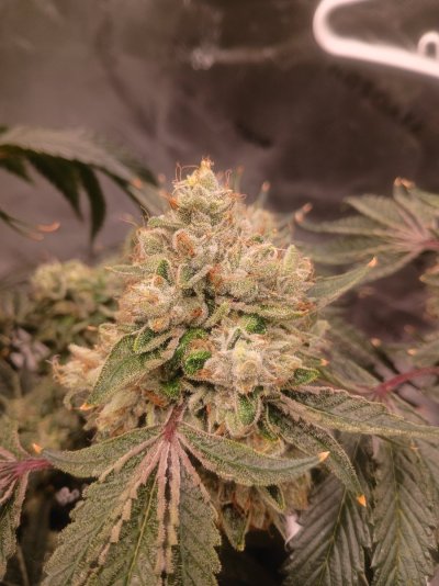 Flowering Time OG KUSH