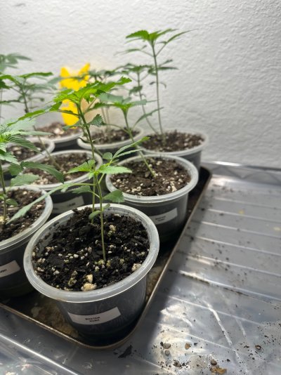 Special thread for some special beans from Home Grown Cannabis Co! 🔥🌱🔥