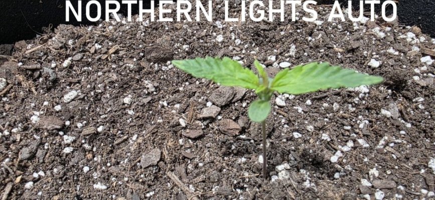 northern lights auto.jpg
