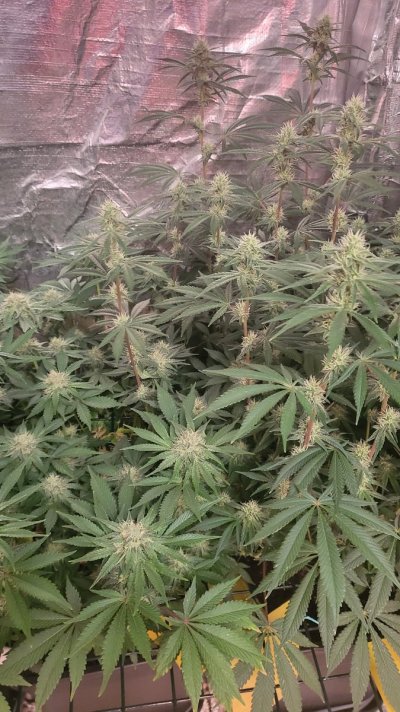 Grow along let grow some weed