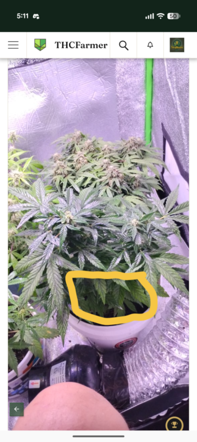 Is it ready to harvest