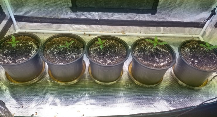 Colombian Black 2x4 Seed Run