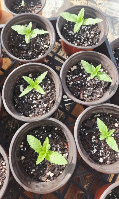 2026 Outdoor Grows! let's see em!