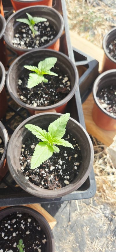 2026 Outdoor Grows! let's see em!