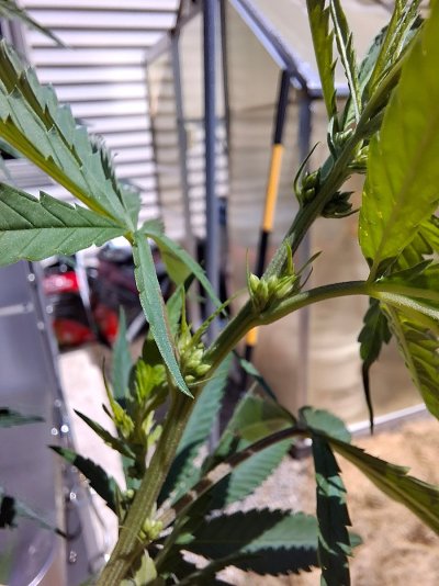 Cpurola's Outdoor grow in Southeast Michigan 2026