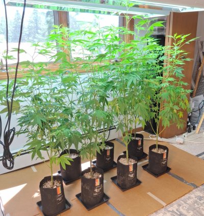 Cpurola's Outdoor grow in Southeast Michigan 2026