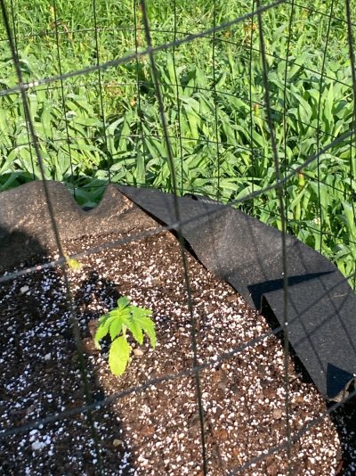 Big Al’s 2025 season indoor/outdoor grow in misery