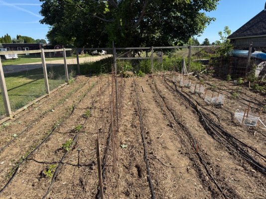 2026 Outdoor Grows! let's see em!