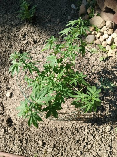 2026 Outdoor Grows! let's see em!