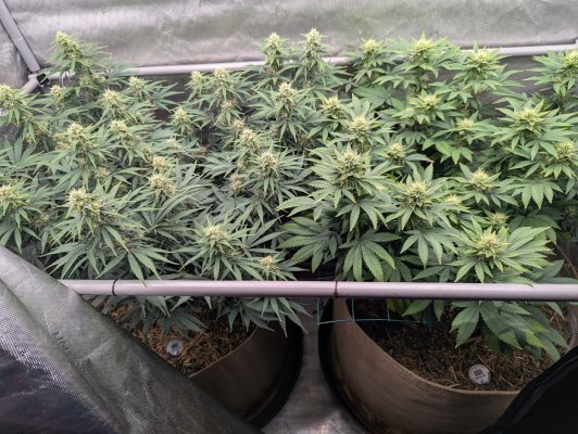 Week4Bytch ..The Cannabis Karen