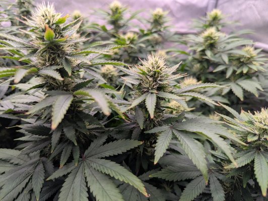 Week4Bytch ..The Cannabis Karen