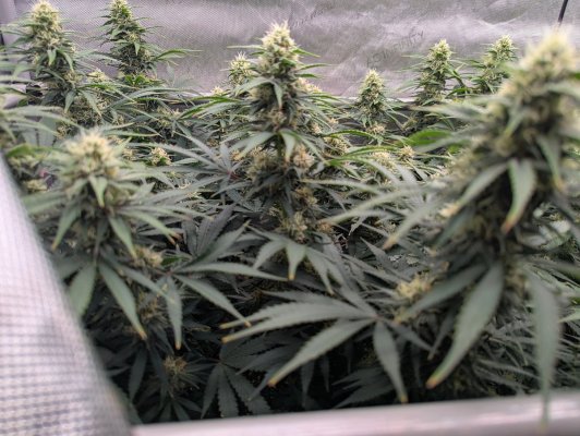 Week4Bytch ..The Cannabis Karen