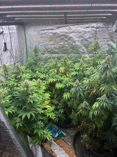 5x pine tree haze by the green avengers Seedbank, awaiting smart camera/temp gear