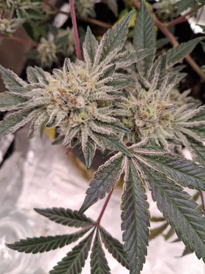 Post Your Treasured Trichomes Here.