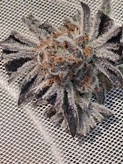Post Your Treasured Trichomes Here.