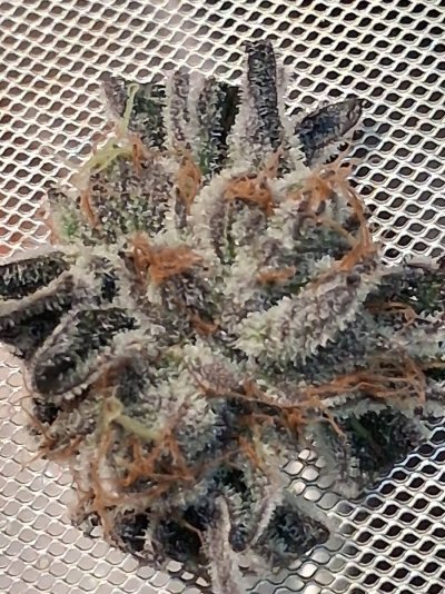 Post Your Treasured Trichomes Here.