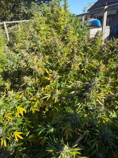 First Outdoor Grow – 300 Banana XXL & Northern Light Plants, Need Advice