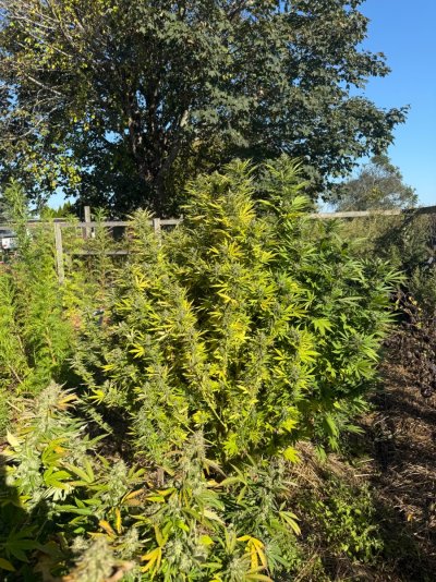 First Outdoor Grow – 300 Banana XXL & Northern Light Plants, Need Advice