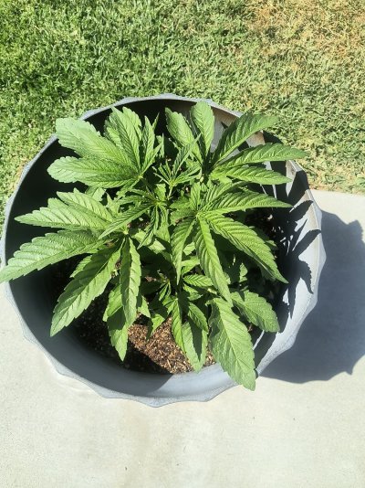 Help, I'm stumped with this plant