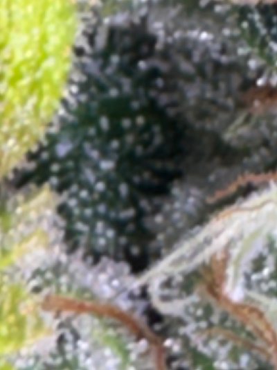IMG_0075.jpeg