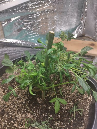 12-12 from seed community journal