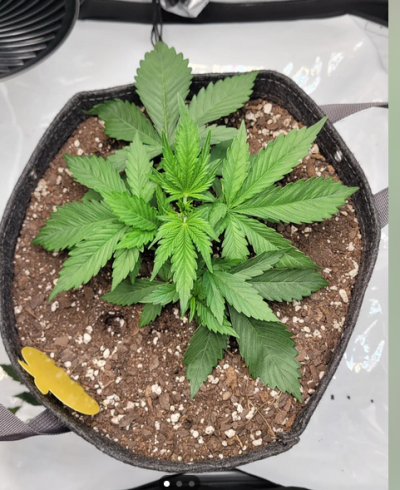 Amnesia Haze Auto Day 22 Growth Check   Is This Normal Compact Development?
