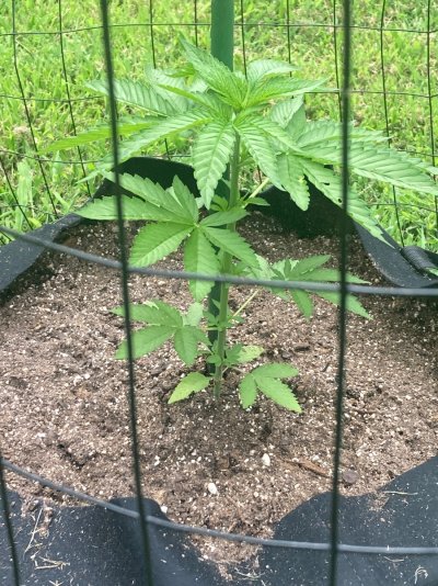 Big Al’s 2025 season indoor/outdoor grow in misery