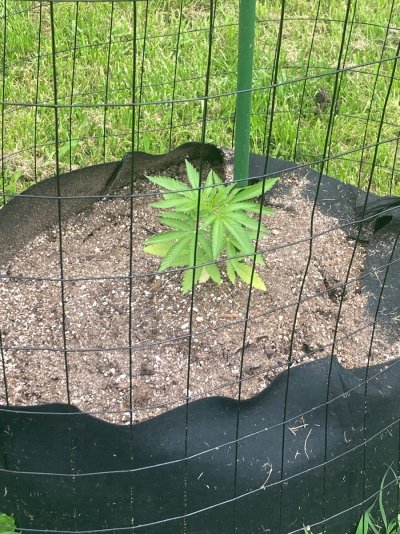 Big Al’s 2025 season indoor/outdoor grow in misery